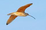 Long-billed Curlew In Flight_33433